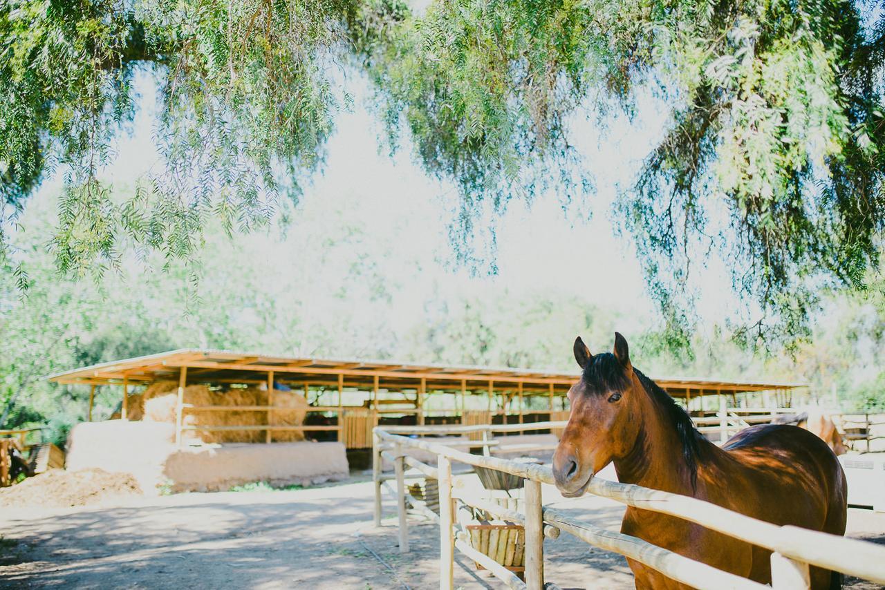 Hacienda Santa Cristina Hotel Ovalle Ngoại thất bức ảnh